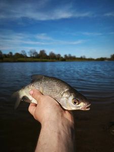 White bream