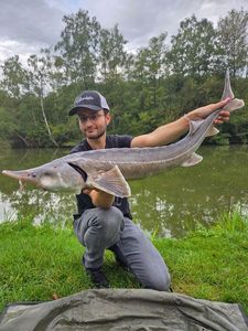 European Sturgeon