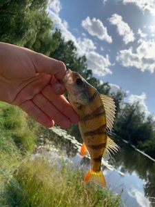 European Perch