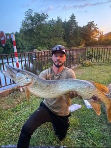Northern Pike
