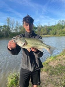 Largemouth Bass