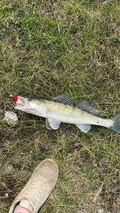 Zander