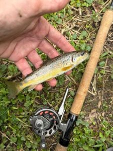 Brown Trout