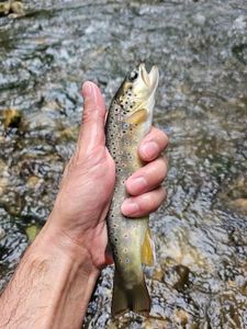 Brown Trout