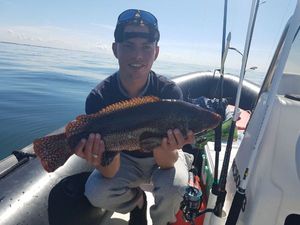 Ballan Wrasse