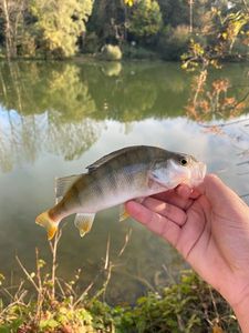 European Perch