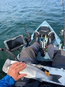 European Bass (Seabass)