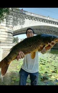 Common Carp