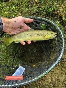 Brown Trout