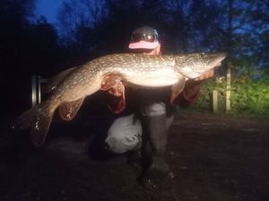 Northern Pike