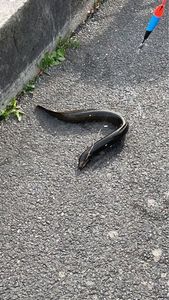 European Eel (Common Eel)