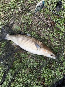 Thicklip Grey Mullet