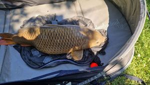Common Carp
