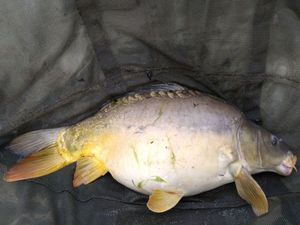 Mirror Carp