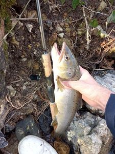 Brown Trout