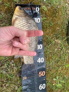 Crucian Carp
