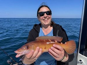 Cuckoo Wrasse