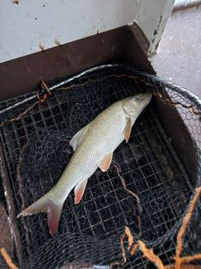 Barbel