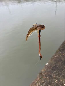 Giant Goby