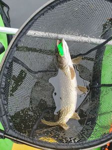 Northern Pike