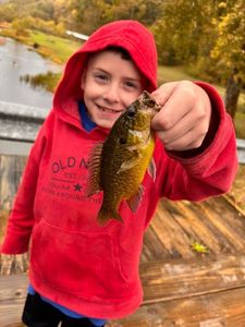 Rock Bass