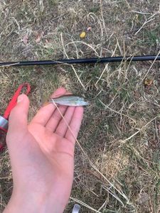 Largemouth Bass