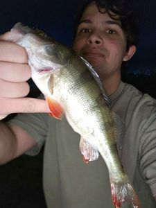 European Perch