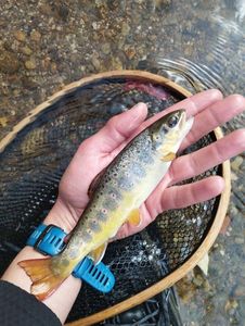 Brown Trout