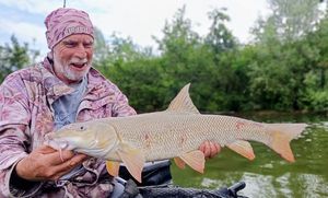 Barbel