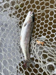 Rainbow Trout
