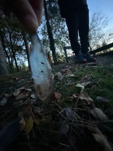 Roach