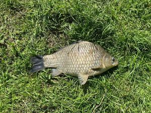 Crucian Carp