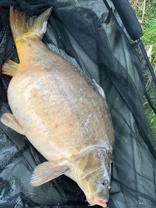Mirror Carp