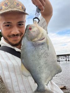 Black Piranha