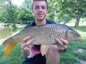 Common Carp