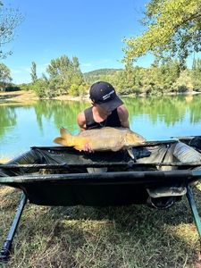 Mirror Carp