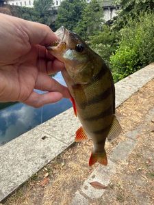 European Perch