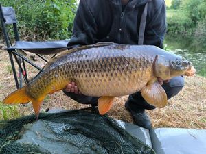 Common Carp