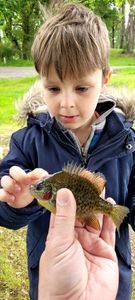 Green Sunfish