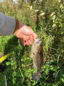 Largemouth Bass