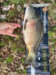 Leather Carp