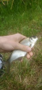 Common Bream