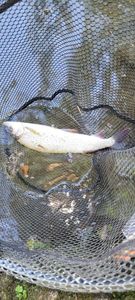 Grayling