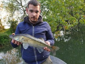 Zander