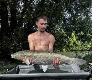 Grass Carp