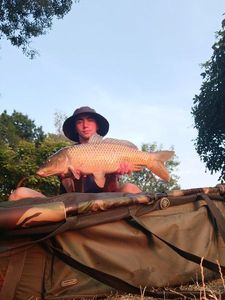 Common Carp