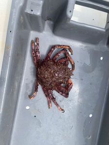 European Spider Crab