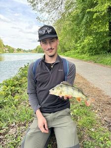 European Perch