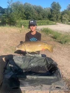 Mirror Carp