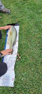 Largemouth Bass